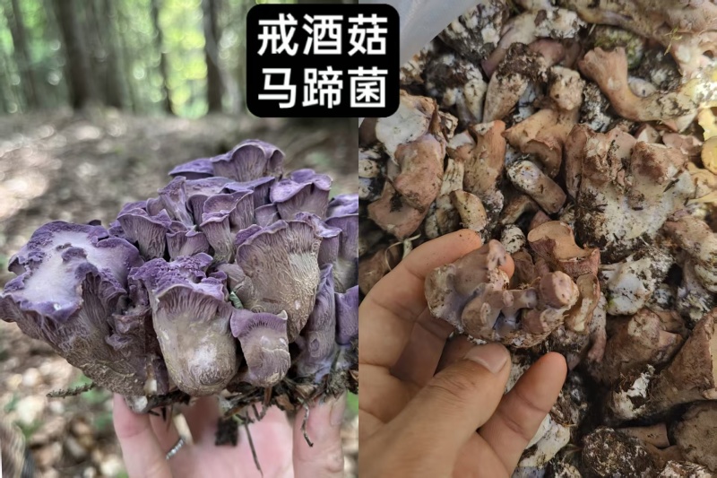 高原天然野生菌