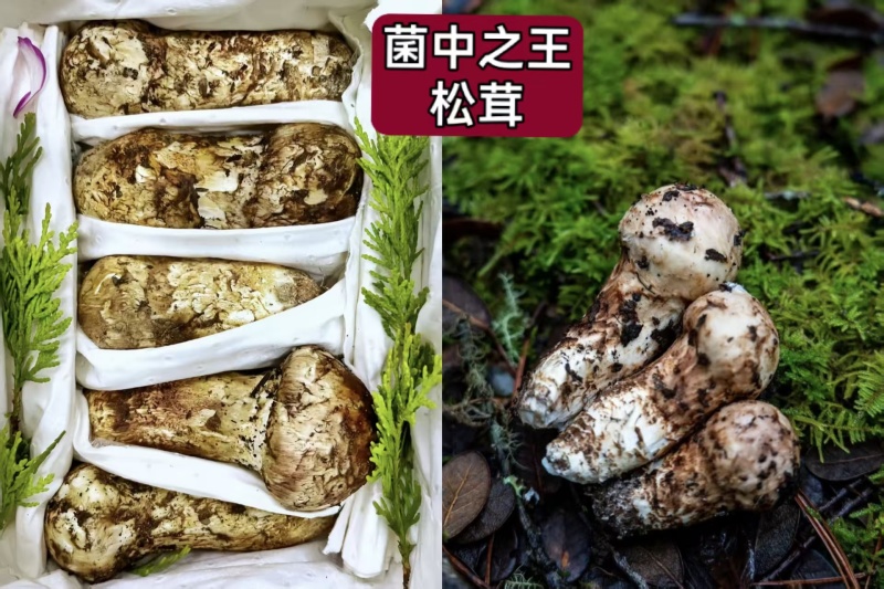 高原天然野生菌