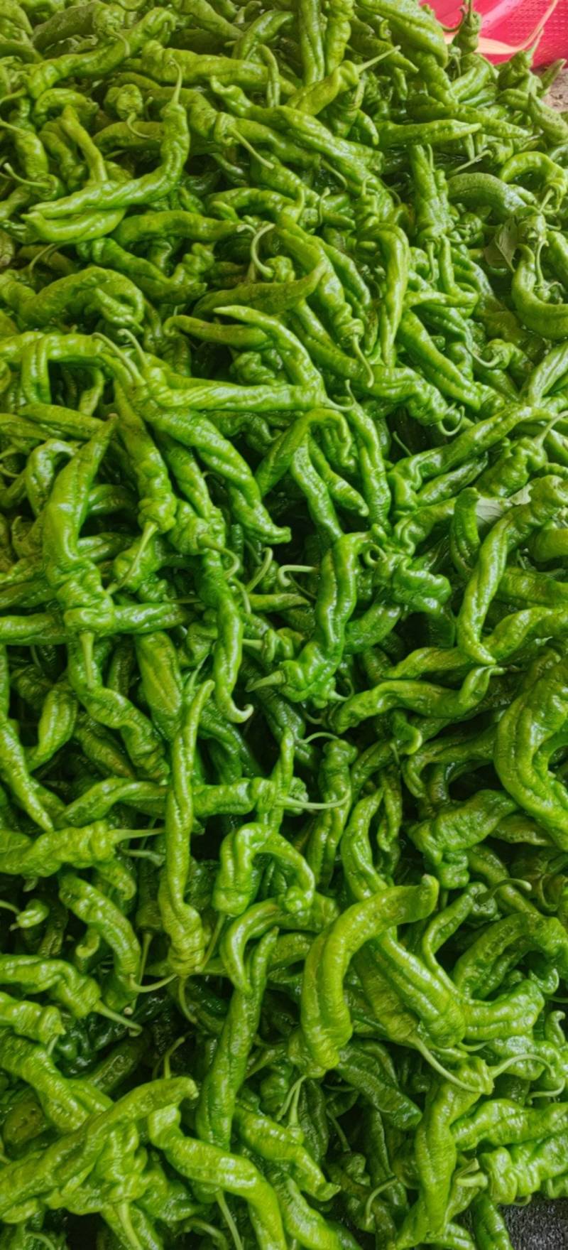 螺丝，龙椒，全螺麻面