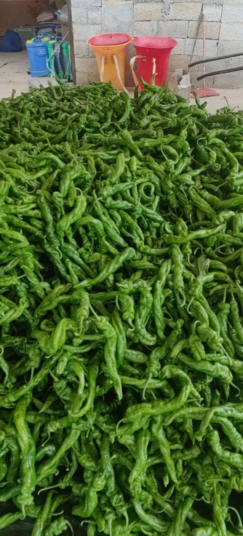 螺丝，龙椒，全螺麻面