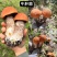 高原野生菌***