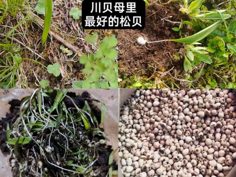 高原野生菌***