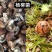 高原野生菌***