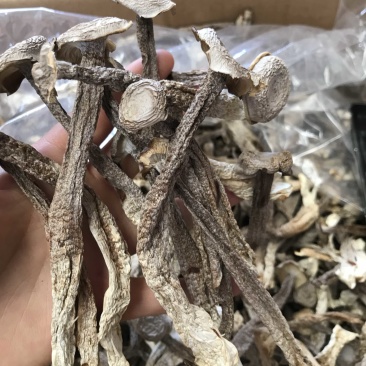 鹿茸菇干货批发产地直销批发浓香切根街价格美丽
