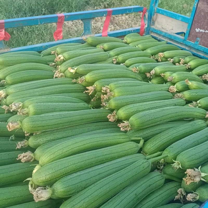 河南【精品丝瓜】/对接/电商/批发商/诚信经营/产地直发