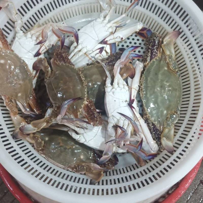 梭子蟹（大白蟹）