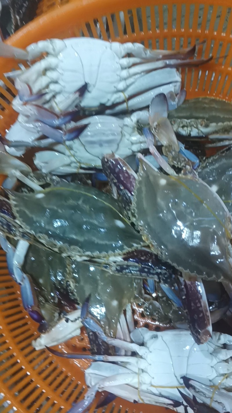 梭子蟹（大白蟹）