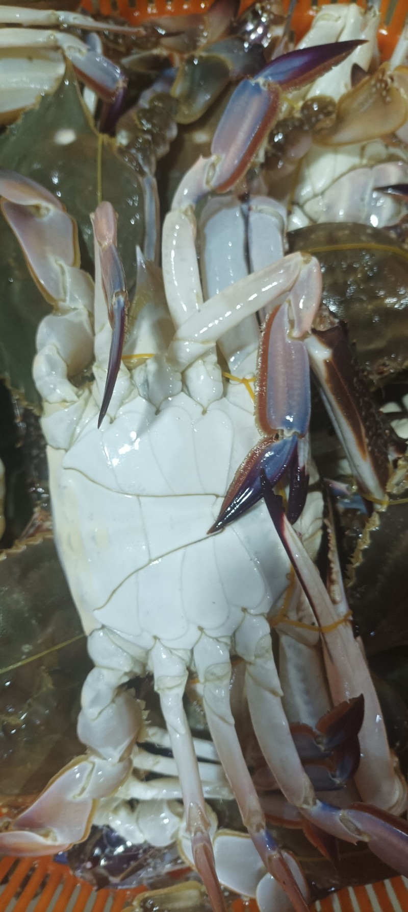 梭子蟹（大白蟹）