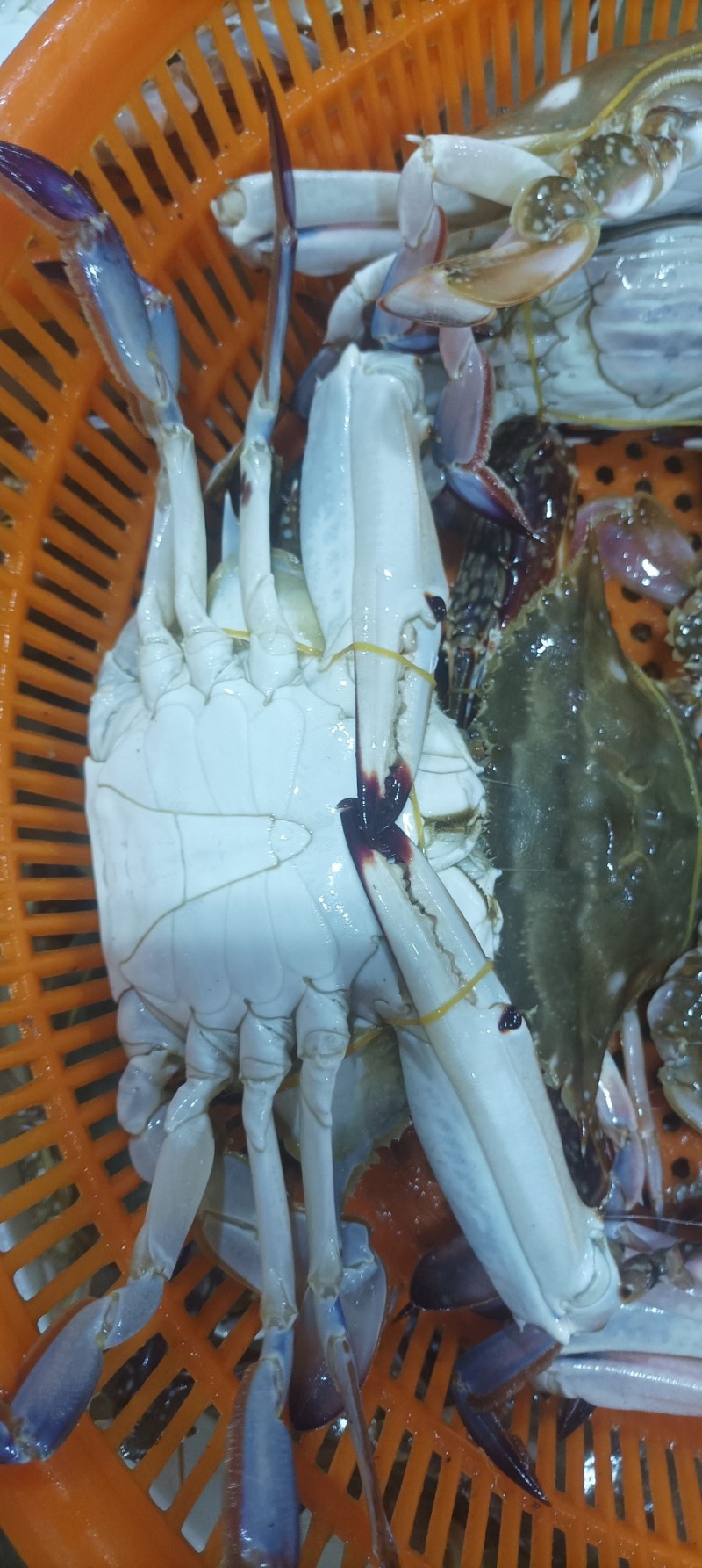 梭子蟹（大白蟹）