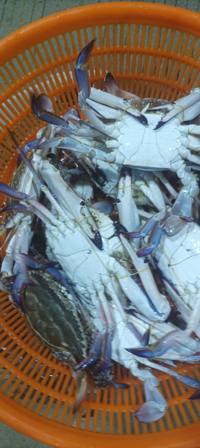 梭子蟹（大白蟹）