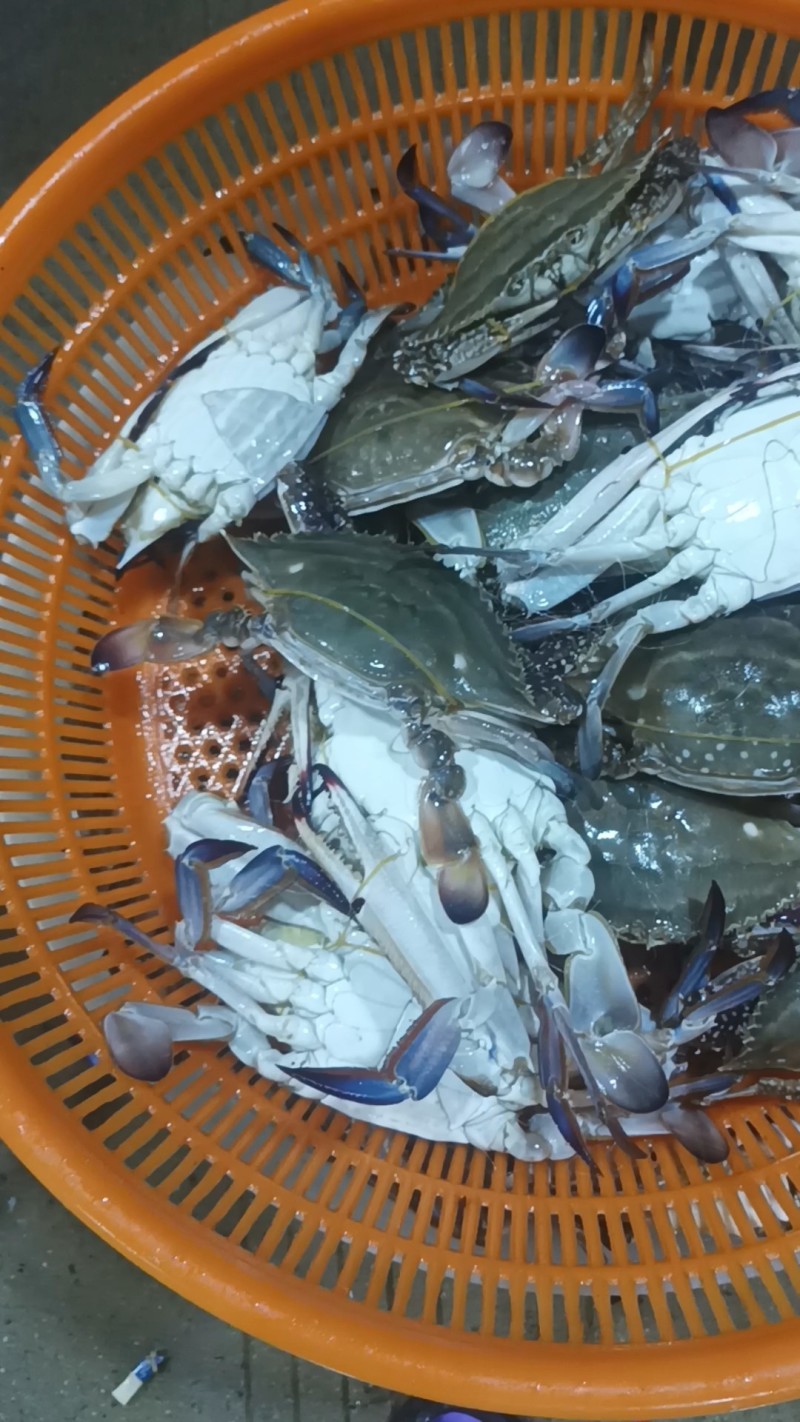 梭子蟹（大白蟹）