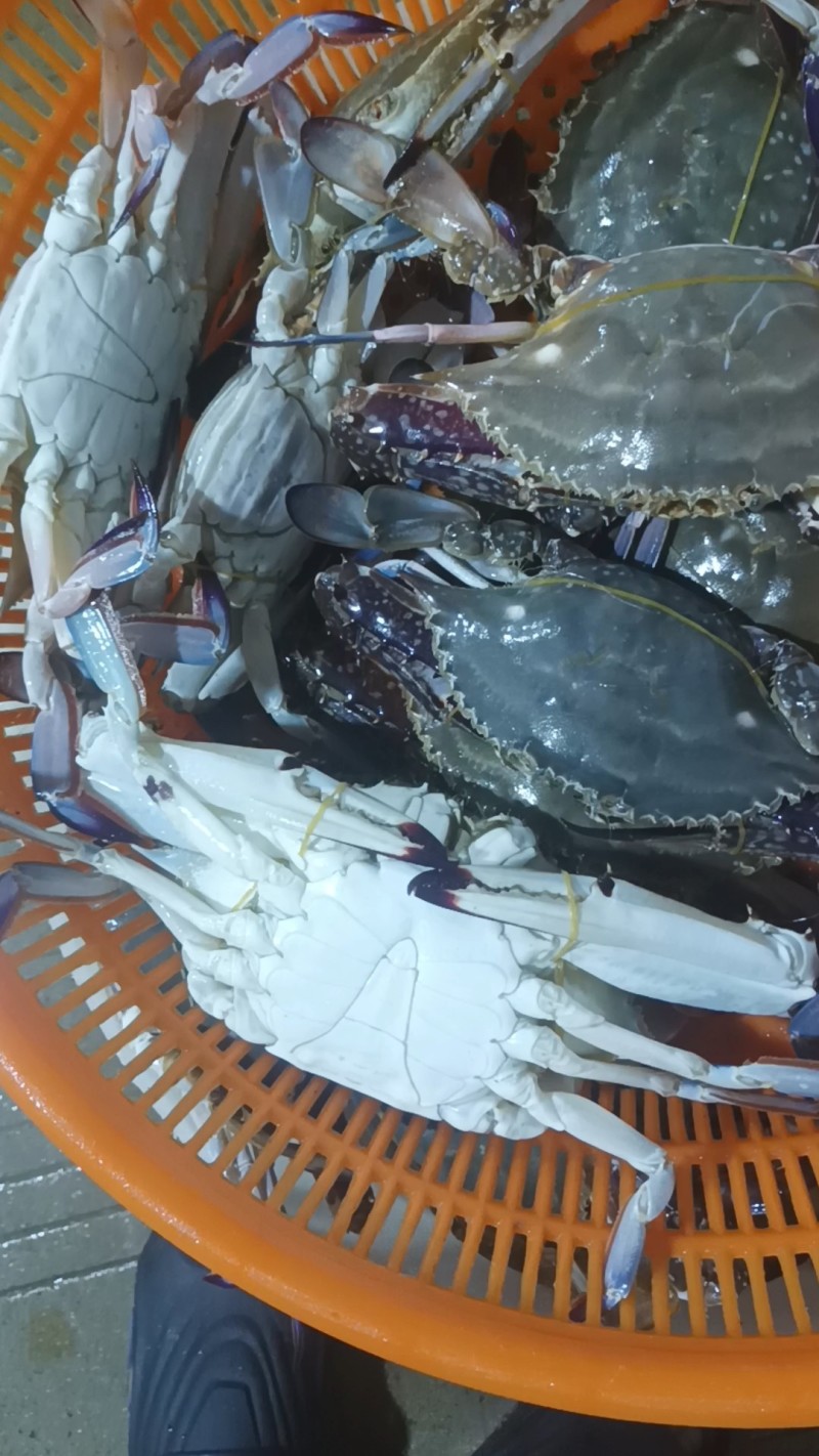 梭子蟹（大白蟹）