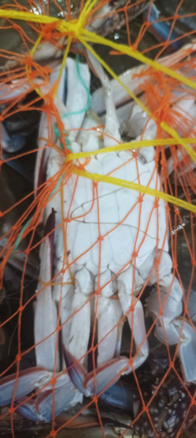 梭子蟹（大白蟹）