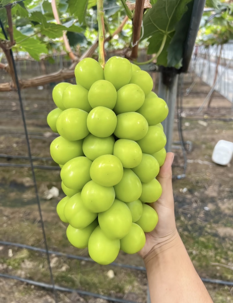 阳光玫瑰葡萄现摘现发坏果包赔