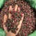金边玫瑰茶颜色鲜艳大量现货量大从优一手货源