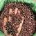 金边玫瑰茶颜色鲜艳大量现货量大从优一手货源