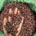 金边玫瑰茶颜色鲜艳大量现货量大从优一手货源