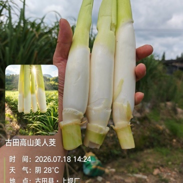 高山美人茭