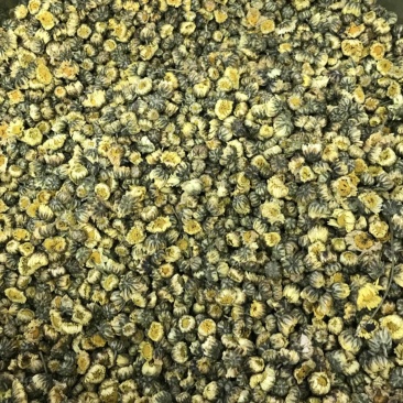 胎菊北京菊甘菊江苏菊现货实拍正品质保证