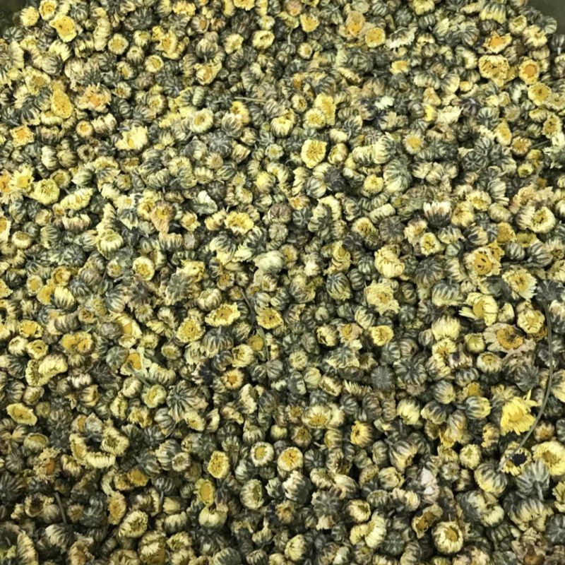 胎菊北京菊甘菊江苏菊现货实拍正品质保证