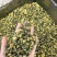 胎菊北京菊甘菊江苏菊现货实拍正品质保证