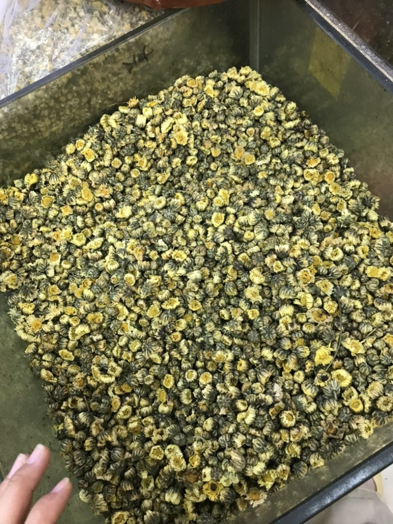 胎菊北京菊甘菊江苏菊现货实拍正品质保证