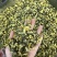 胎菊北京菊甘菊江苏菊现货实拍正品质保证