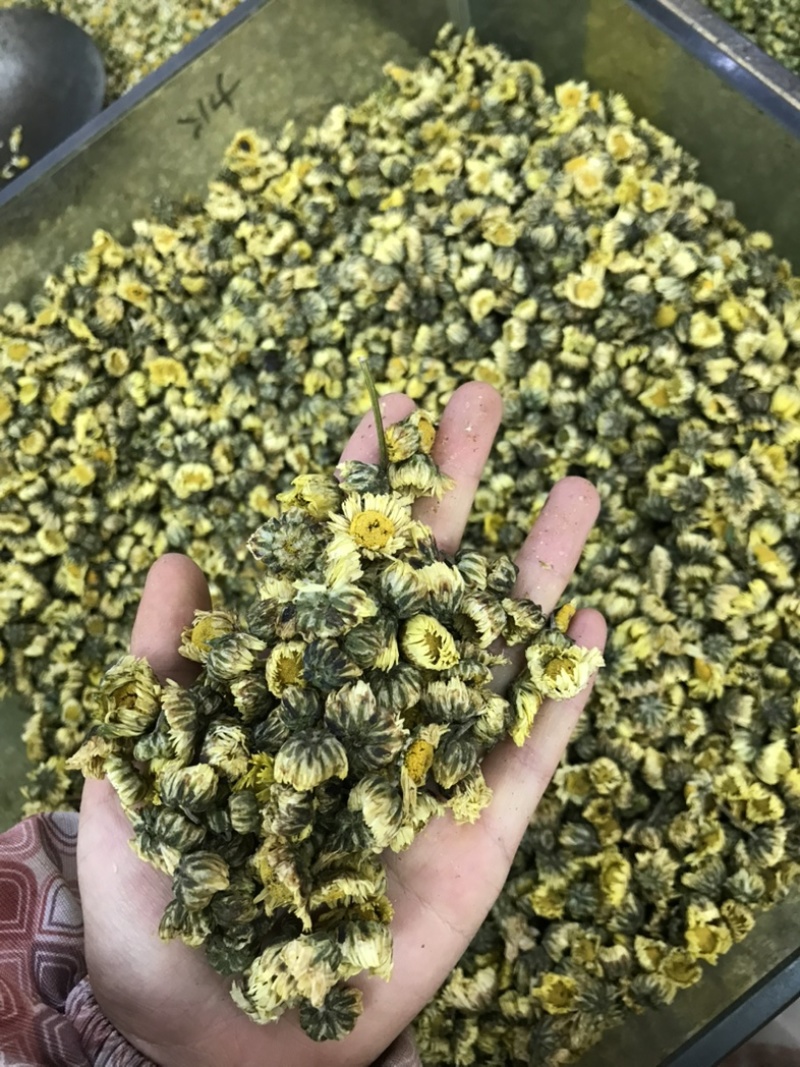 胎菊北京菊甘菊江苏菊现货实拍正品质保证
