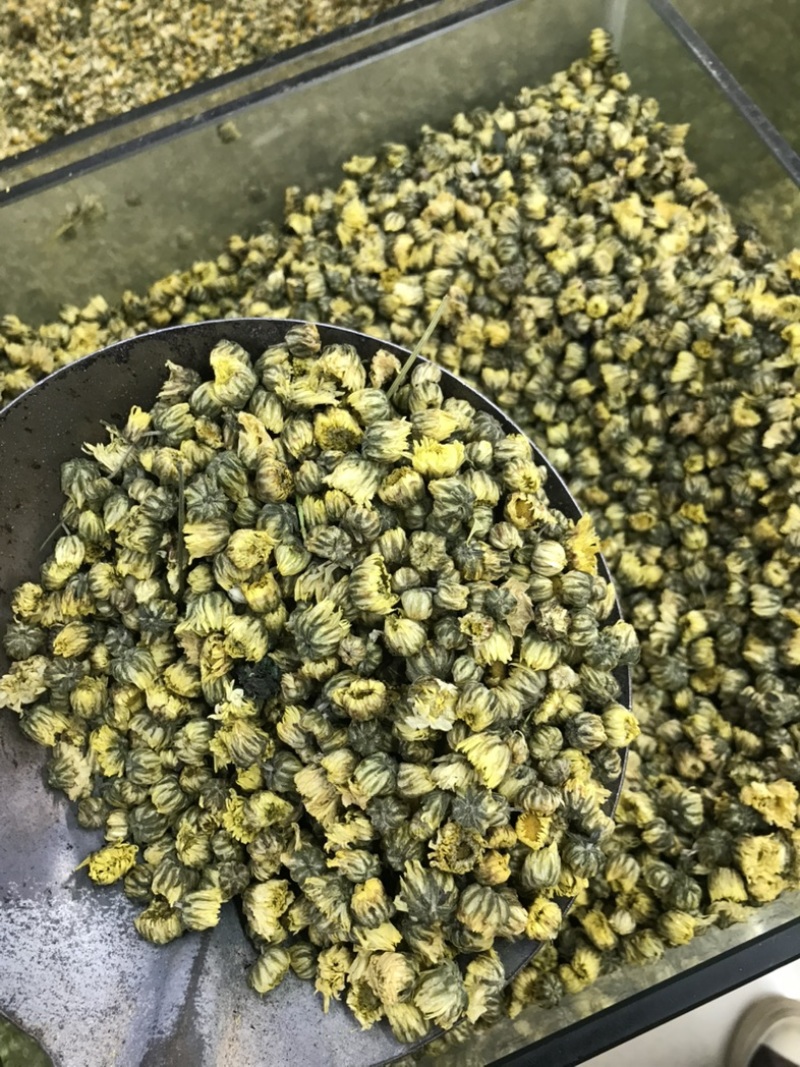 胎菊北京菊甘菊江苏菊现货实拍正品质保证