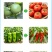 有机水溶肥膨果肥水剂膨果亮果增重生根壮株提升果实品质