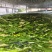 商丘市依然种植有限公司，我公司是专业生产脱水辣椒条