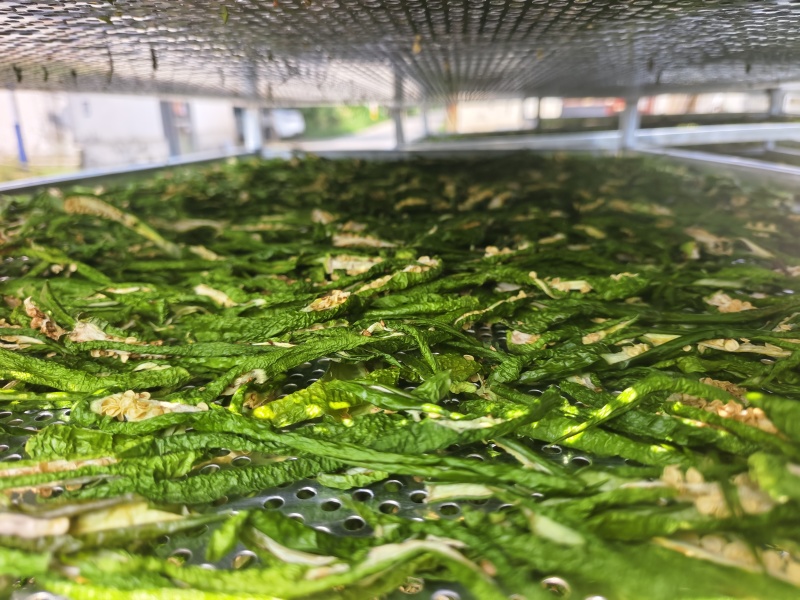 商丘市依然种植有限公司，我公司是专业生产脱水辣椒条