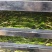 商丘市依然种植有限公司，我公司是专业生产脱水辣椒条