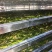 商丘市依然种植有限公司，我公司是专业生产脱水辣椒条