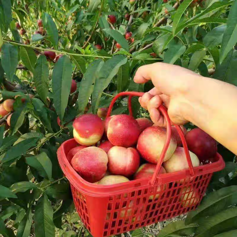 珍惜枣油桃大量现货供应对接各大电商平台一件代发批发市场
