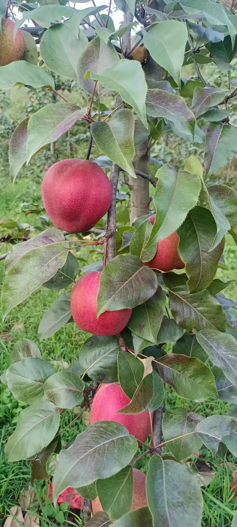 彩虹梨，陕西彩虹梨，七彩虹梨产地，彩虹梨批发价格