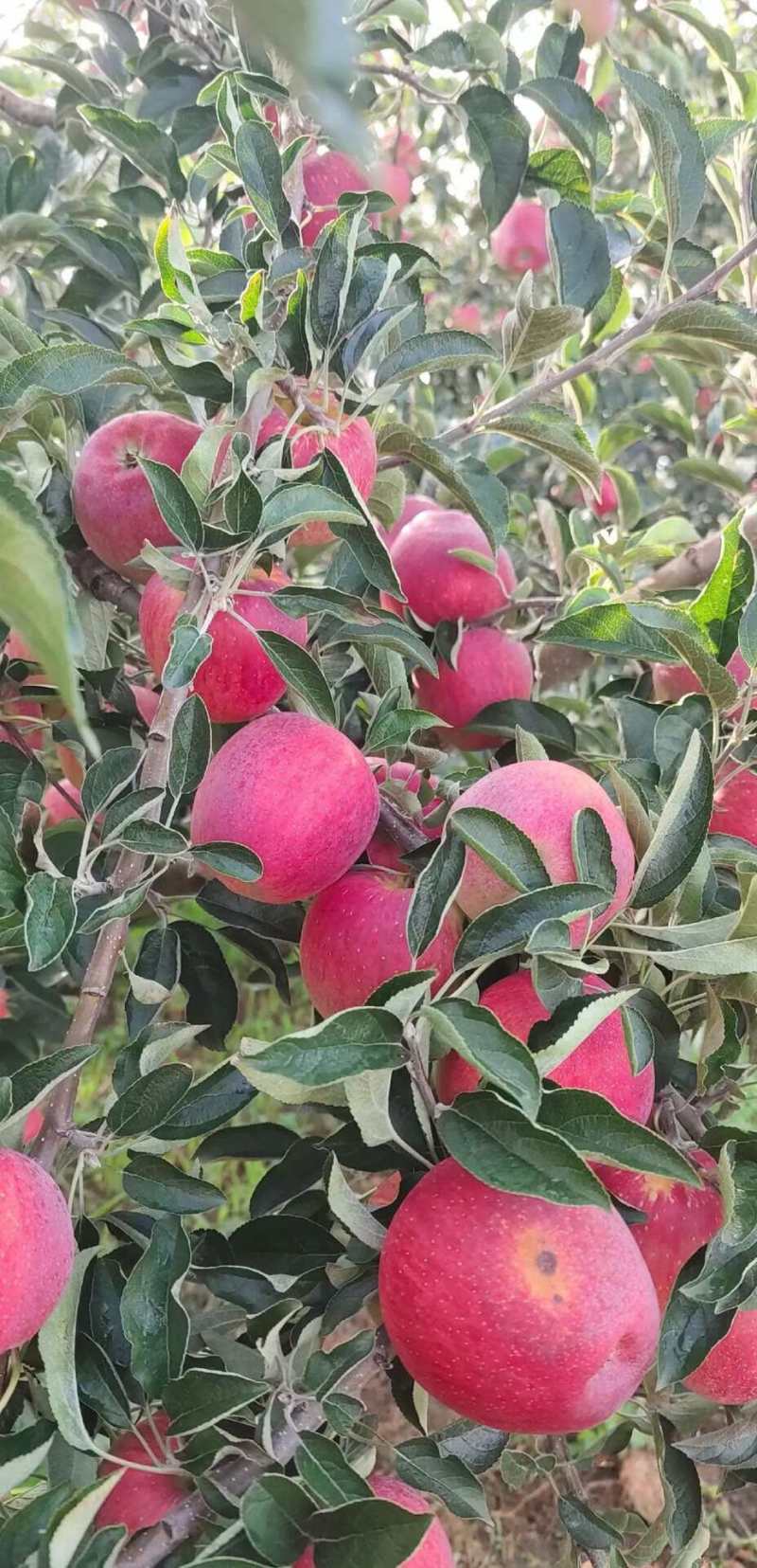 云南昭通红露苹果早熟苹果承接电商，商超档口代发全国