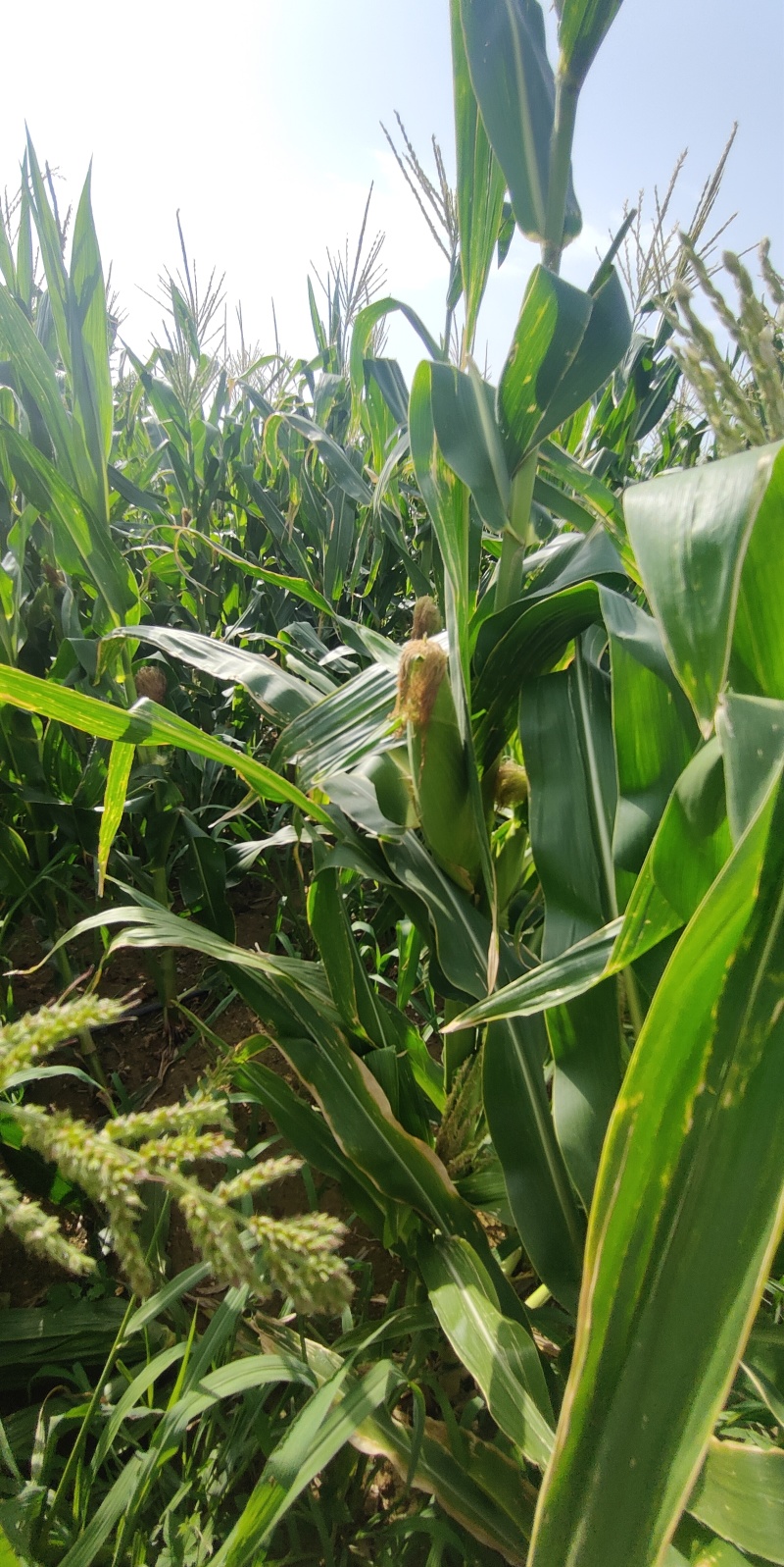 新鲜现摘甜糯玉米