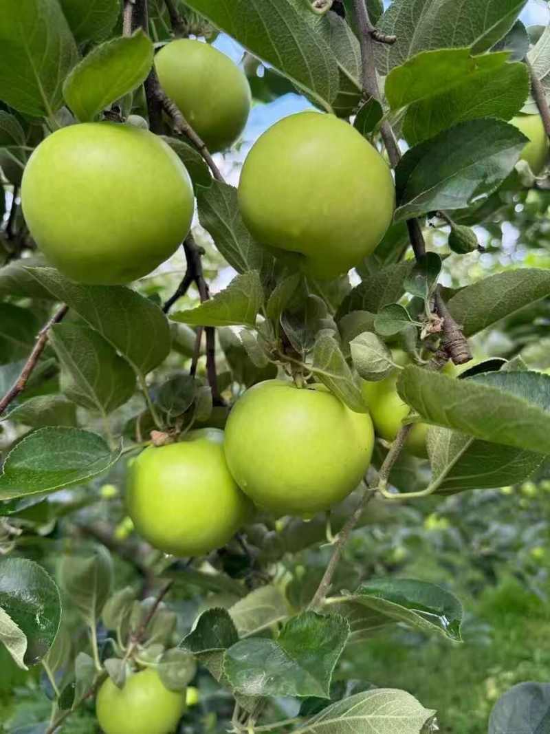 青香蕉苹果云南昭通青苹果承接电商代收代发全国
