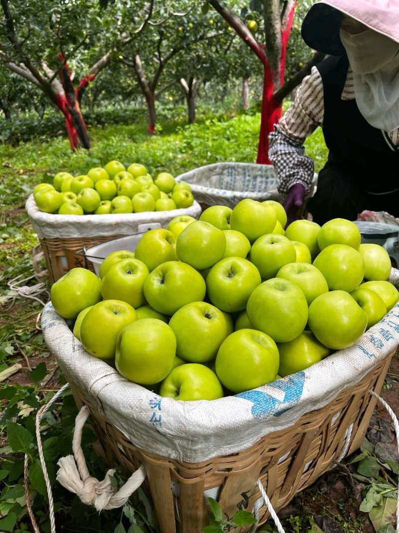 青香蕉苹果云南昭通青苹果承接电商代收代发全国