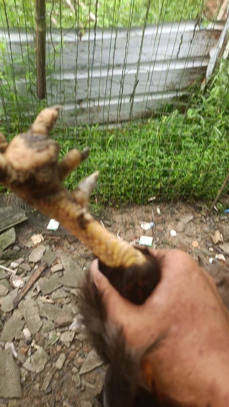 正宗清远二百七十天走地鸡谷物散养现货