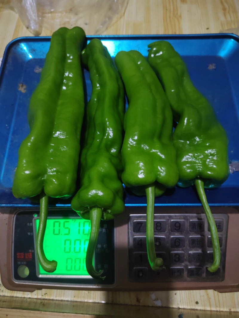 贵州毕节高海拔大号牛角椒
