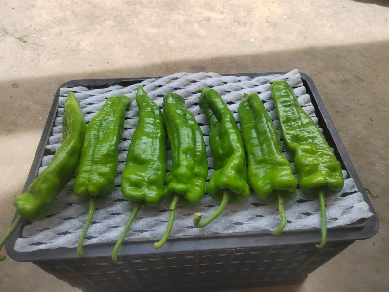 贵州毕节高海拔大号牛角椒