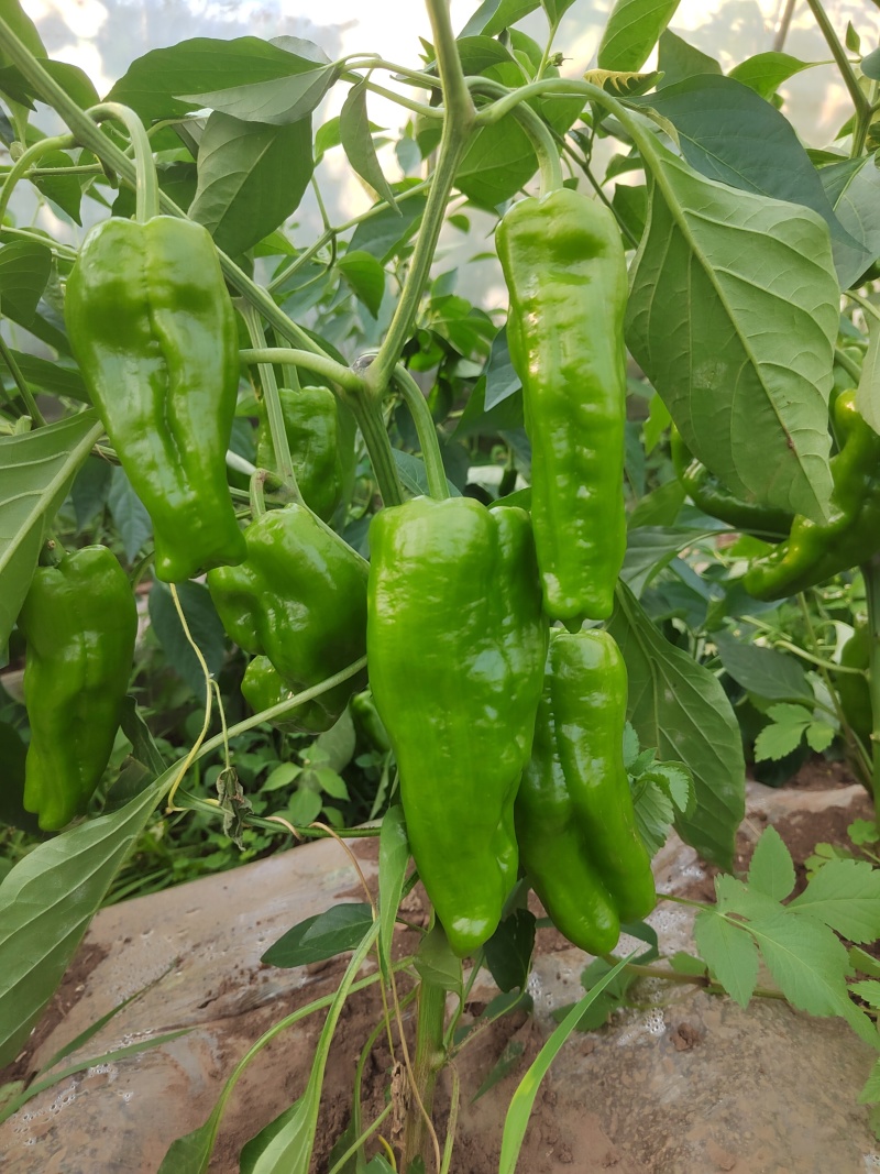 贵州毕节高海拔大号牛角椒