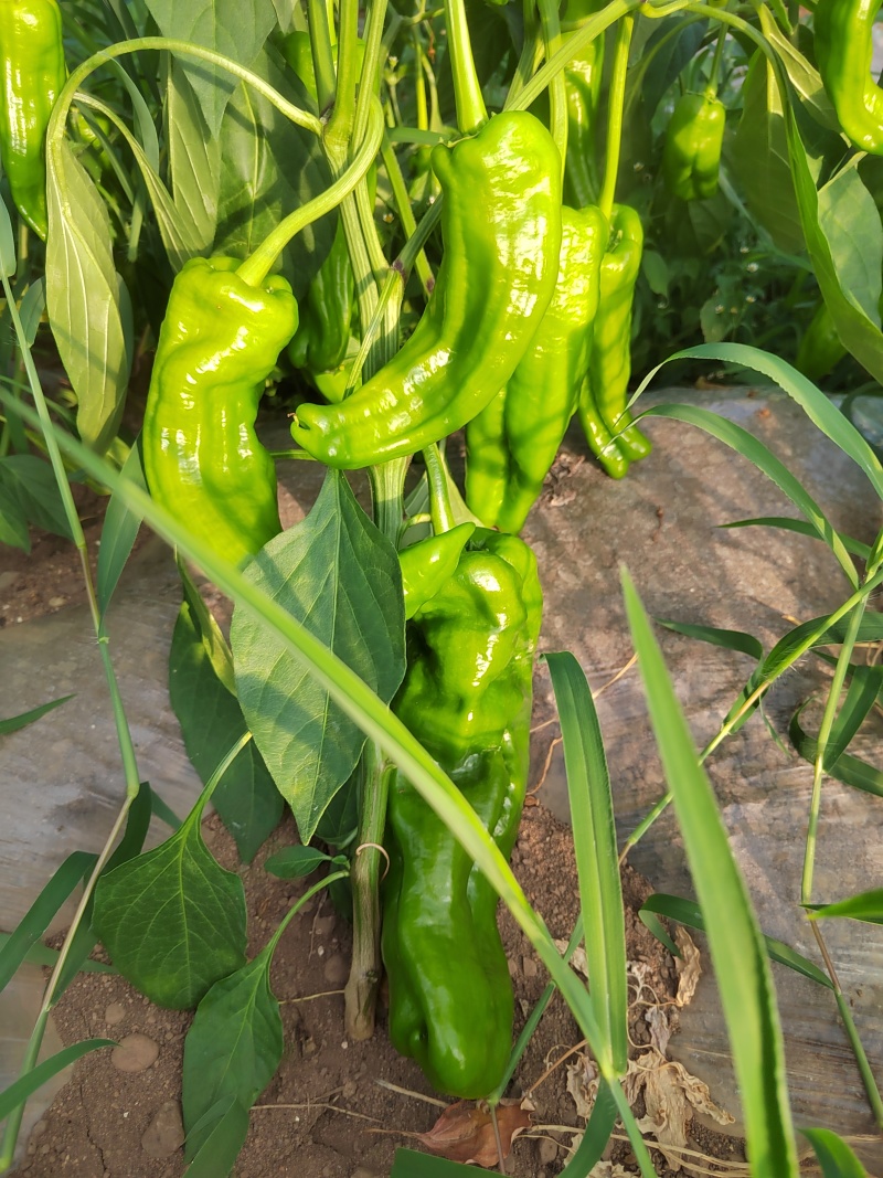 贵州毕节高海拔大号牛角椒