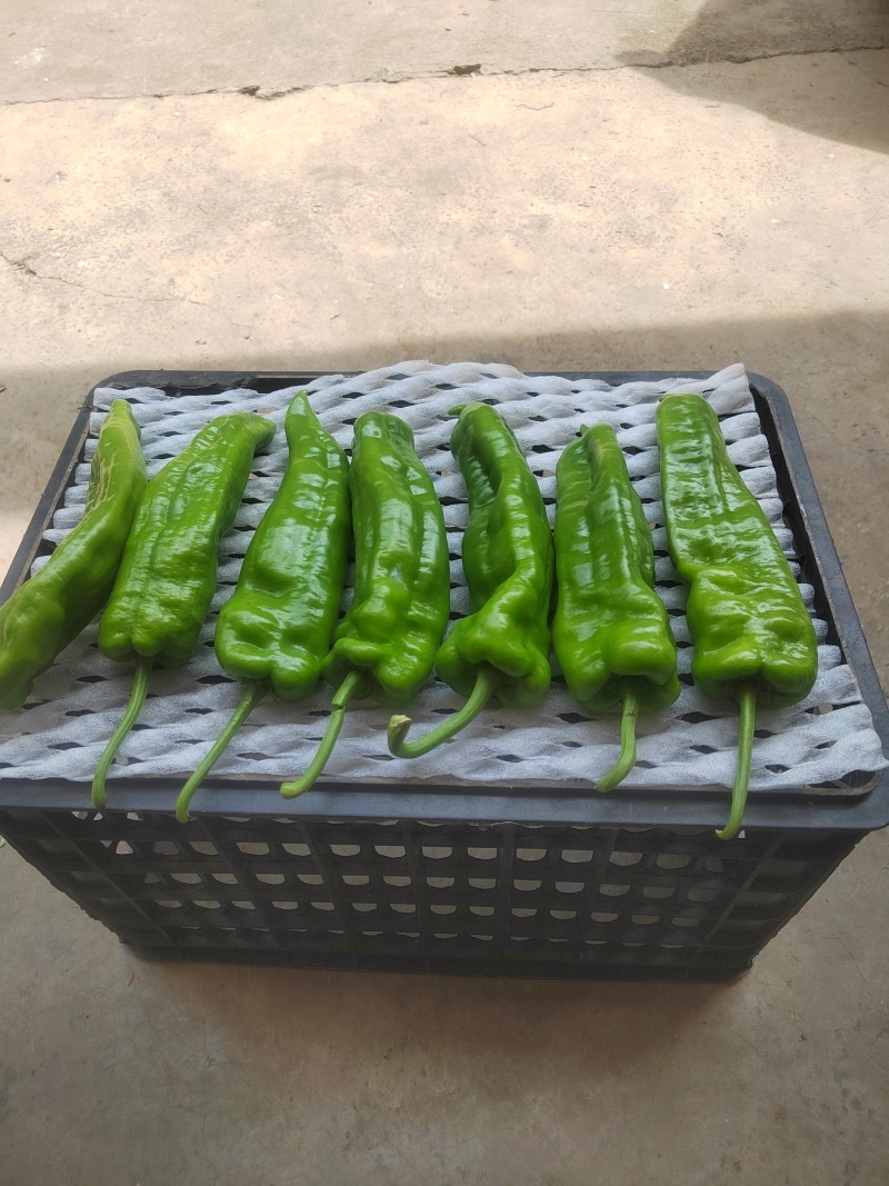 贵州毕节高海拔大号牛角椒