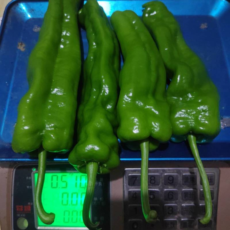 贵州毕节高海拔大号牛角椒