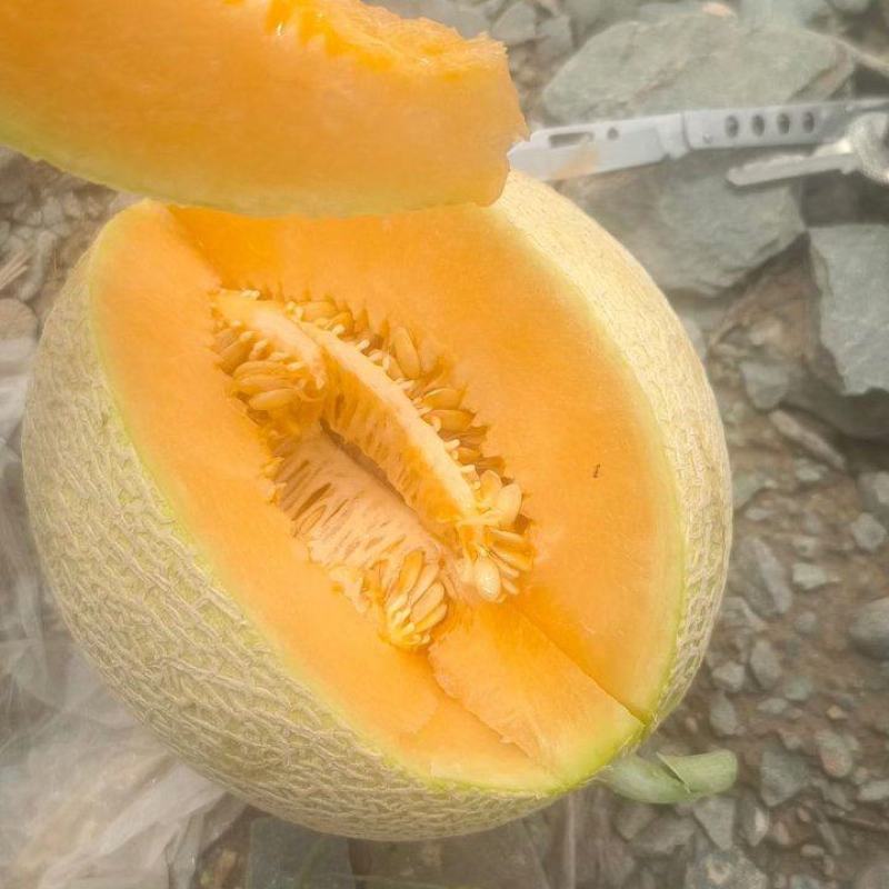 香山硒砂瓜甜瓜