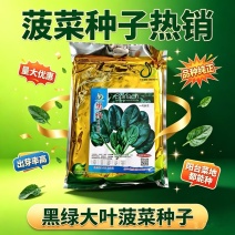 黑圆叶菠菜种子5斤原装半直立叶片肥厚抗病耐抽苔基地用