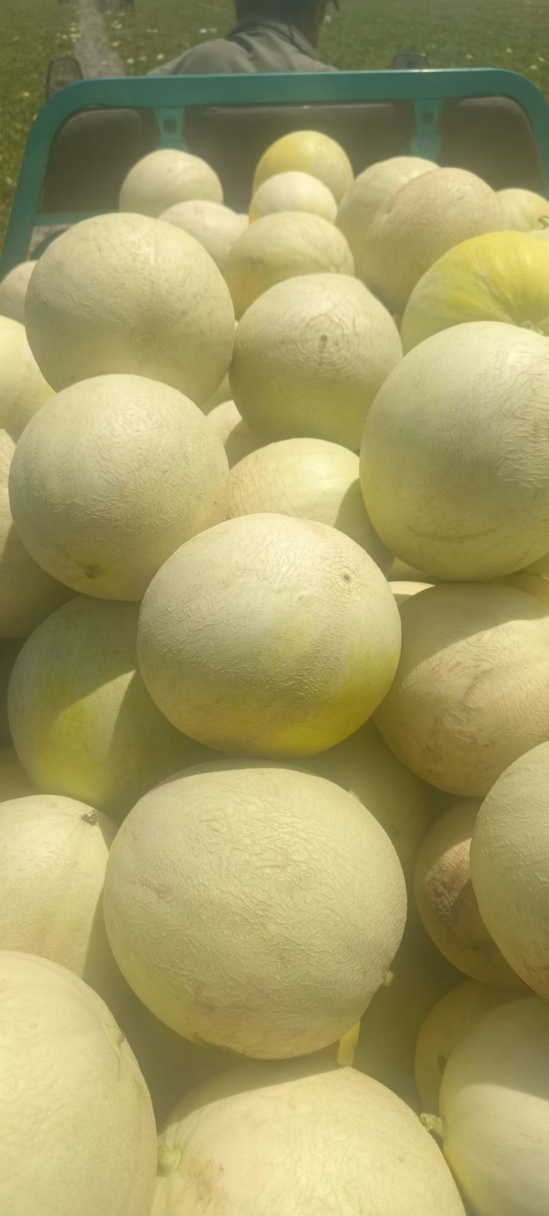 香山硒砂瓜甜瓜